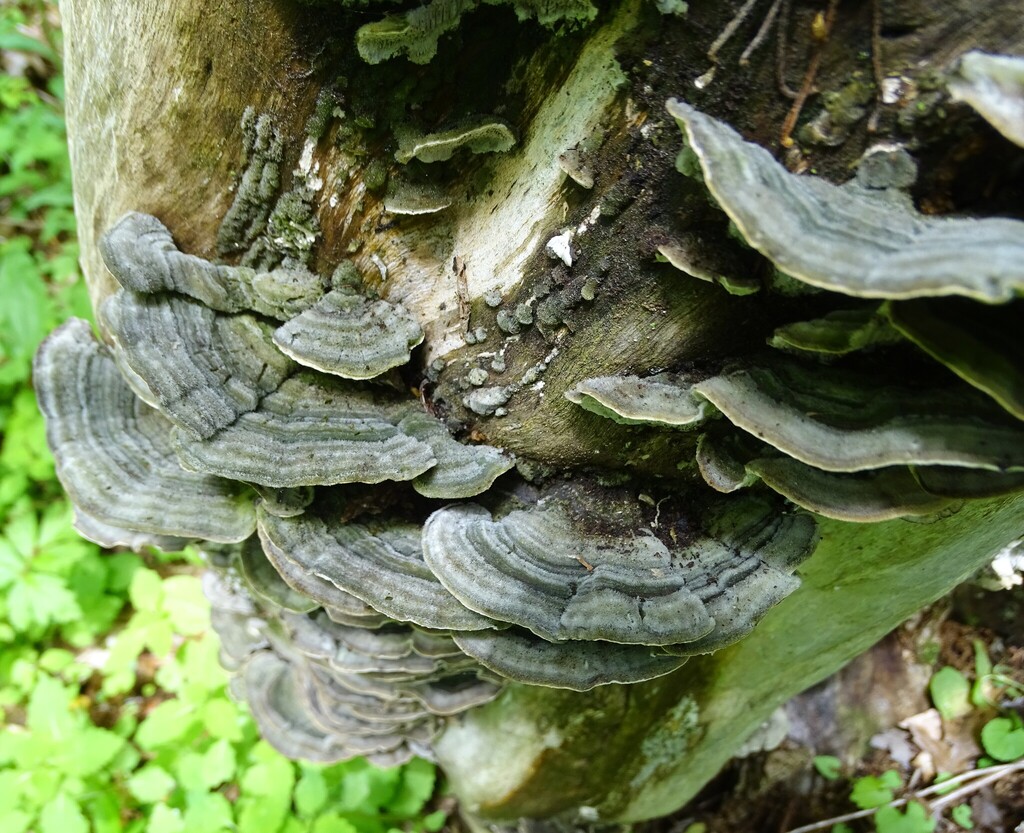 Mossy Maze Polypore · May 2026 · photo: Photo: (c) Shirley Zundell, some rights reserved (CC BY) · iNaturalist