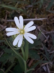 Rabelera holostea
