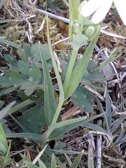 Rabelera holostea
