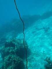 Cirrhipathes