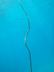 Cirrhipathes