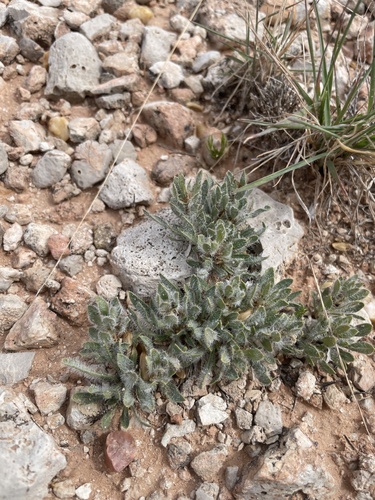 Early shaggytuft