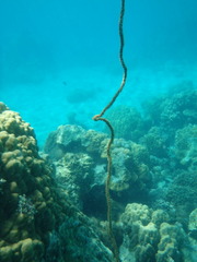 Cirrhipathes