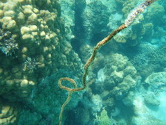 Cirrhipathes