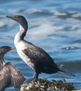 Cormorán Orejudo