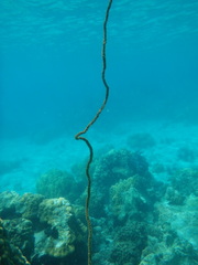 Cirrhipathes