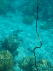 Cirrhipathes
