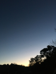 Tadarida brasiliensis