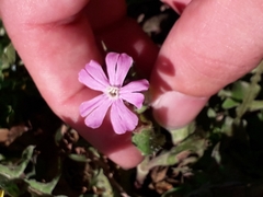 Silene dioica