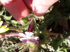 Silene dioica