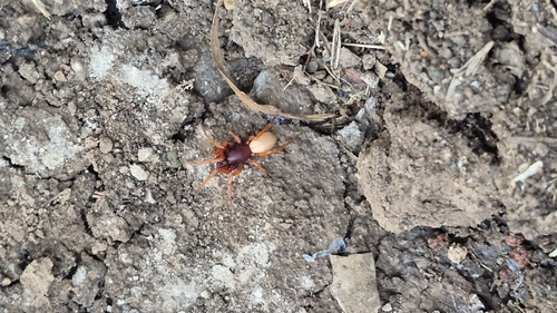 Woodlouse Spider