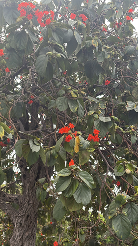 Cordia sebestena observed 2026-06-02