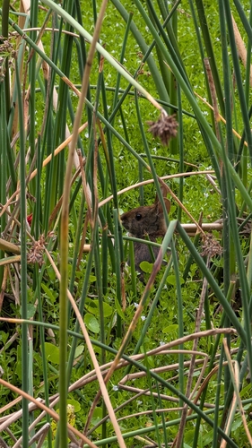 Marsh Rabbit observed by emerbeeology