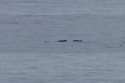 Common Porpoise observed by chinbrad
