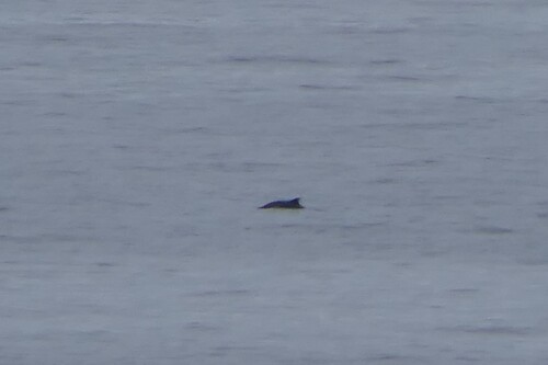 Common Porpoise observed by chinbrad