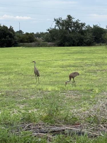 Sandhill Crane observed by christinemel