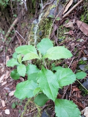 Eurybia radulina