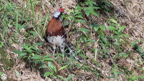 Elliot's Pheasant