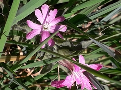 Silene dioica
