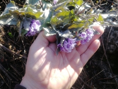 Physochlaina physaloides