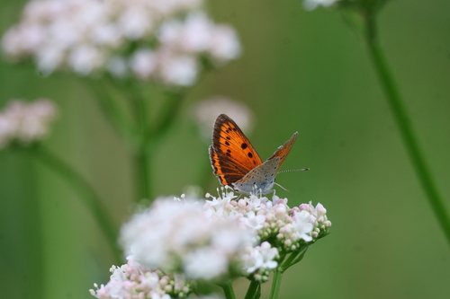 Lycaena dispar