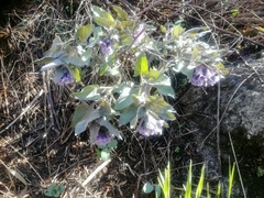 Physochlaina physaloides