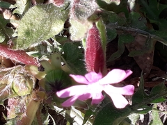 Silene dioica