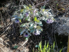 Physochlaina physaloides