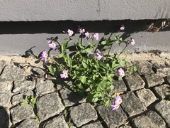 Malcolmia maritima