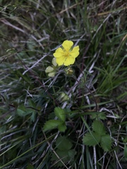 Potentilla matsumurae