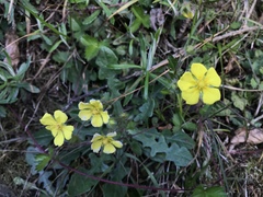 Potentilla matsumurae