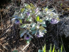 Physochlaina physaloides