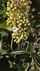 Viburnum rhytidophyllum