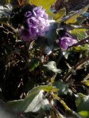 Physochlaina physaloides