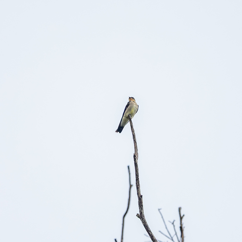 Southern Rough-winged Swallow