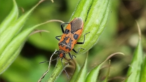 Spotted Firebug