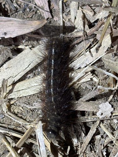 Clouded Tiger Moth