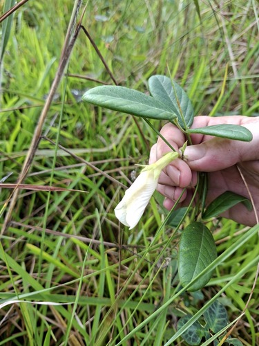 Clitoria falcata observed 2026-05-29