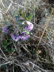 Physochlaina physaloides