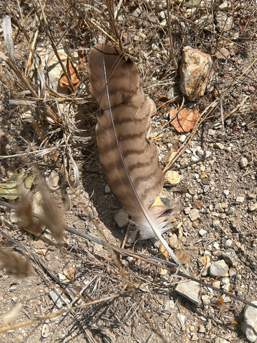 iNaturalist observation photo of Red-tailed Hawk