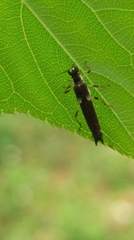 Ichthyurus nigripennis