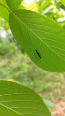 Ichthyurus nigripennis