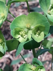 Euphorbia amygdaloides