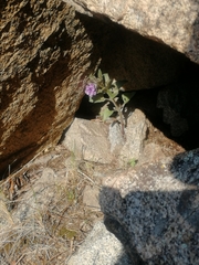 Physochlaina physaloides