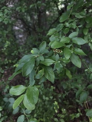 Spiraea prunifolia pseudoprunifolia