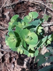 Euphorbia amygdaloides