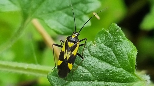 Grypocoris sexguttatus