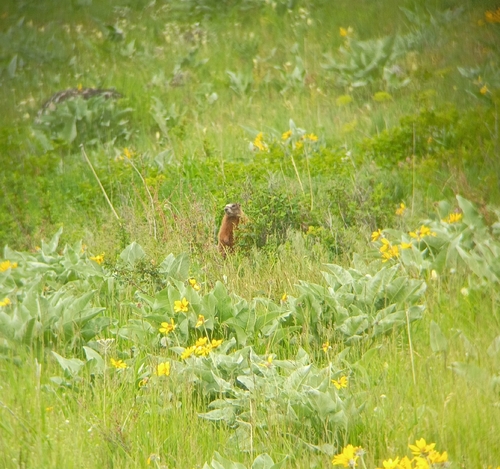 Yellow-bellied Marmot observed by femurscavengers