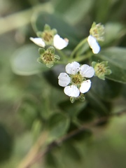 Spiraea prunifolia pseudoprunifolia