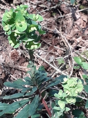 Euphorbia amygdaloides